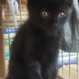 黒ねこのほてと君里親さん募集一時停止