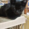 黒ねこのほてと君里親さん募集一時停止 サムネイル2