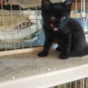黒ねこのほてと君里親さん募集一時停止 サムネイル3