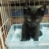 黒ねこのほてと君里親さん募集一時停止 サムネイル4