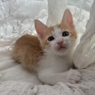 甘えん坊の茶白君の里親様を探しています。