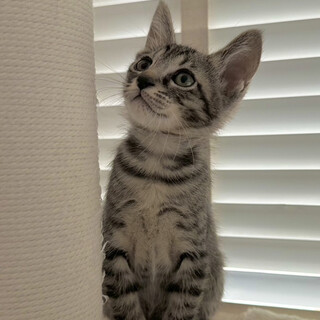 キジトラちゃんの里親様を探しています。