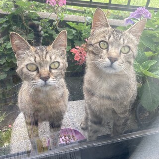 ５ヶ月の姉弟キジトラ猫