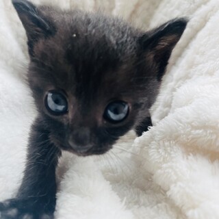 黒猫♀マーリー300g