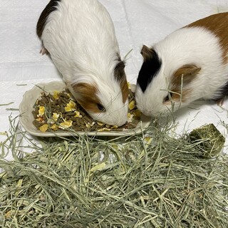 モルモット2匹の里親募集