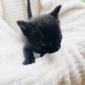 黒猫♂300gボブ