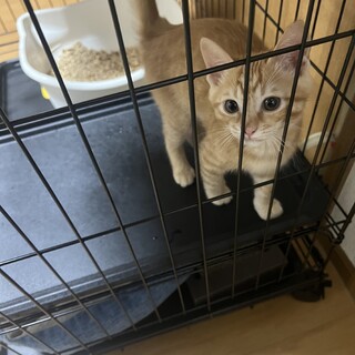 元気な子猫です????‍⬛