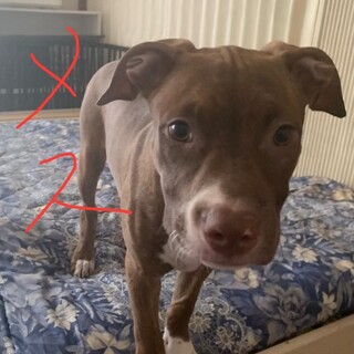 ピットブル3ヶ月メス車で引き取りできる方のみ