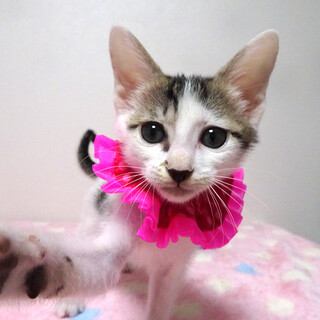 乳飲み子から育てた♪白キジ★チイちゃん ２ヵ月