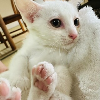 大人しい抱っこ好きな双子1