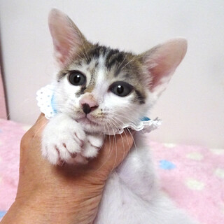 乳飲み子から育てた♪白キジ★ツバサくん ２ヵ月