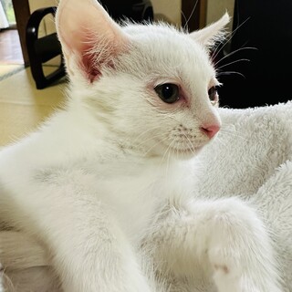 大人しい抱っこ好きな白猫2