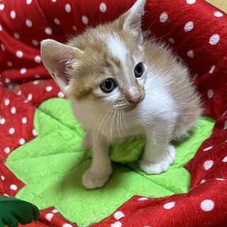 なつこい男の子