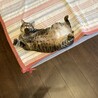 コメダさん