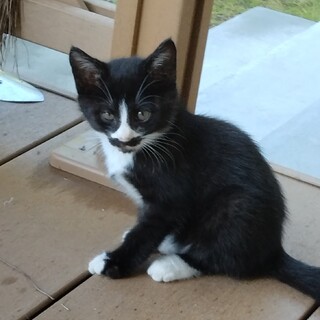 黒白のひげちん（４匹の兄弟姉妹です）