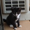 黒白のひげちん（４匹の兄弟姉妹です） サムネイル3