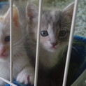 生後1ヶ月程度の子猫姉妹の里親募集。