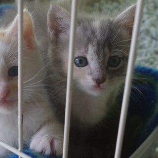 生後1ヶ月程度の子猫姉妹の里親募集。