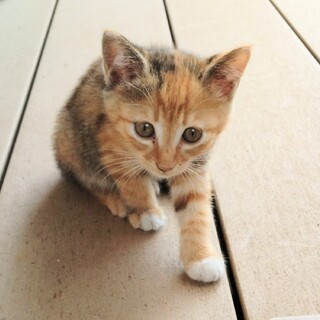 ちゃとらのきなこちゃん（４匹の兄弟姉妹です）