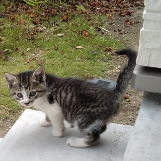 キジシロの黒ごまくん（４匹の兄弟姉妹です）