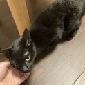 やんちゃな黒猫女の子