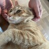 人間大好き♪茶トラの男の子 サムネイル4
