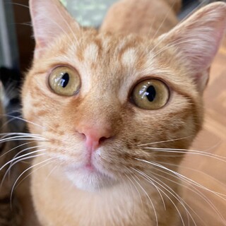 人間大好き♪茶トラの男の子