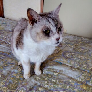 人懐っこい、おばあちゃん猫です