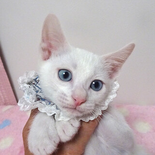 なれなれ♪青い目★ペガくん２ヵ月