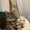 長老と家来①