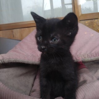 里親さんになって下さい！