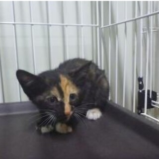 処分対象 可愛いサビちゃん