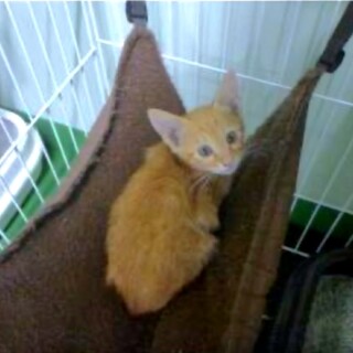 処分対象 茶トラの男の子