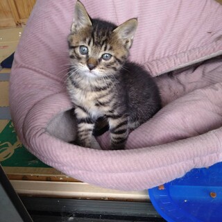 里親さんになって下さい！