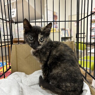 ソフィア　3ヶ月