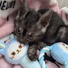 黒猫 アメショ風 サムネイル2