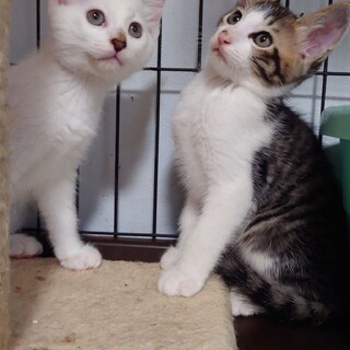 シャム系真っ白猫♀とキジ♂兄妹３カ月人なれ抜群