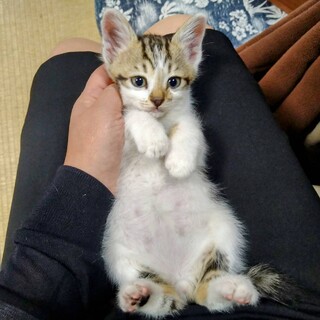 キジシロ、2か月、男の子