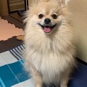 ポメラニアン 女の子 4歳9か月