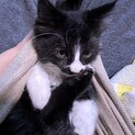 生後3ヶ月　白黒猫の里親募集中