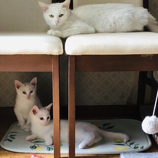 5月19日保護　白猫　メス　FIV・FeLV陰性
