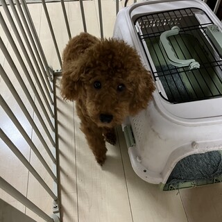 トイプードル　里親募集！