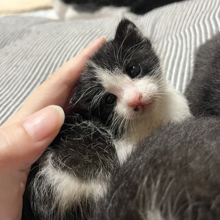 のんびりやの可愛いちょびひげくん♪