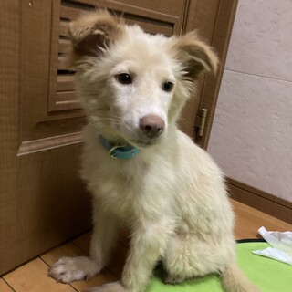 保健所からレスキュー！　おとなしいライム君！