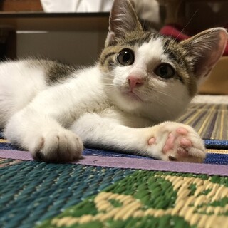 4月生まれ　オス　キジ白猫