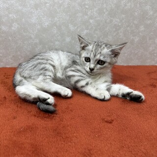 サバトラ好き必見！クールに甘えるませ猫❤クイーン