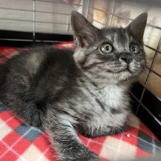 里親決定⭐︎スモーク猫りんちゃん