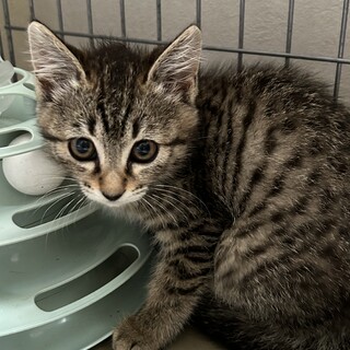 縞かな？水玉かな？キジトラ女の子生後３ヶ月半♪