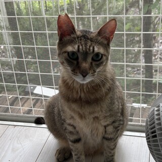 キジトラ大柄・気立ての良い漢♪３歳半