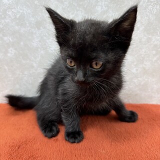 くりくりお目目の甘えっ子！傍に置いてよ❤福ちゃん